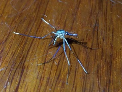 Toxorhynchites theobaldi