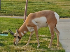 Antilocapra americana