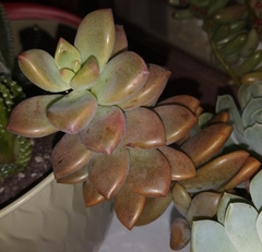 Pachyphytum
