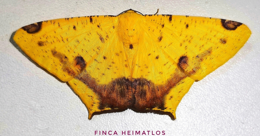 Nepheloleuca illiturata