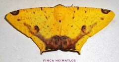 Nepheloleuca illiturata