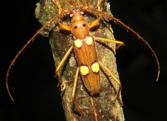 Image of Eburodacrys coalescens
