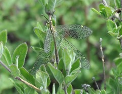 Brachynemurus mexicanus