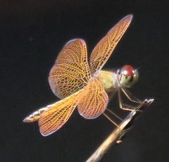 Perithemis electra