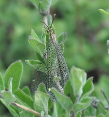Brachynemurus mexicanus