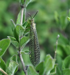 Brachynemurus mexicanus