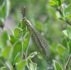 Brachynemurus mexicanus