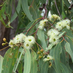 Eucalyptus tetrodonta
