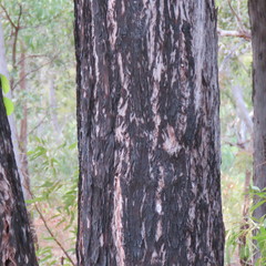Eucalyptus tetrodonta