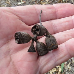 Eucalyptus tetrodonta