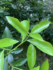 Peddiea africana