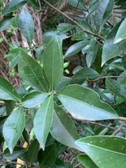 Peddiea africana