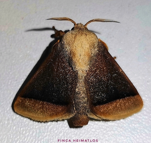 Natada simois