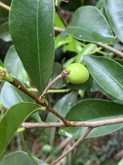 Peddiea africana