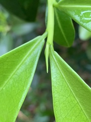 Peddiea africana