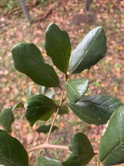Cryptocarya latifolia