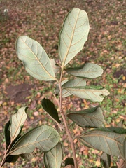Cryptocarya latifolia