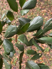 Cryptocarya latifolia