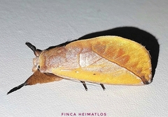 Hemiceras flava