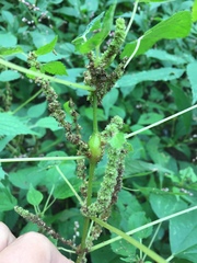 Neolasioptera boehmeriae