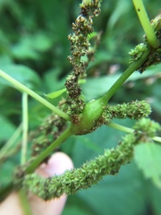 Neolasioptera boehmeriae