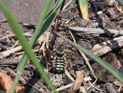 Anthidium maculifrons