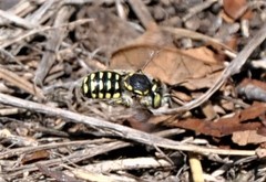 Anthidium maculifrons