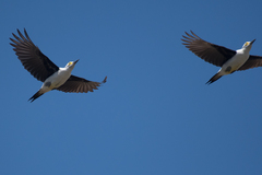 White Woodpecker photo 4