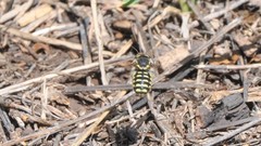 Anthidium maculifrons