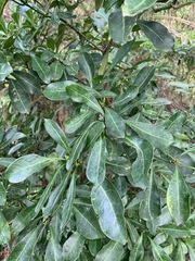 Psychotria capensis