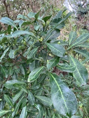 Psychotria capensis