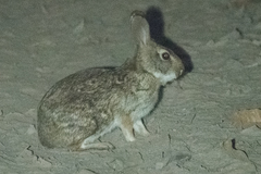 Sylvilagus brasiliensis