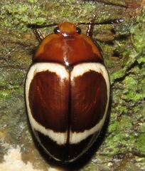 Iphiclus catillifer