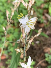 Chlorophytum saundersiae