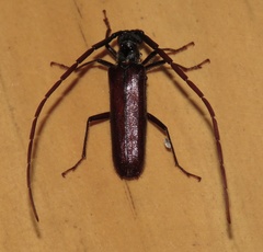 Amphelictus