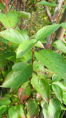 Cornus sericea sericea