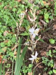 Chlorophytum saundersiae