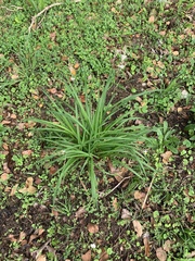 Chlorophytum saundersiae