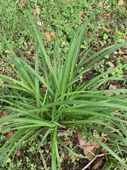 Chlorophytum saundersiae