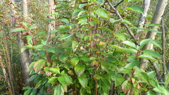 Cornus sericea sericea