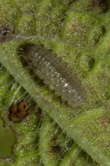 Ophraella notata