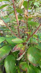 Cornus sericea sericea