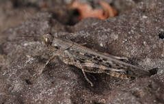 Schistocerca literosa