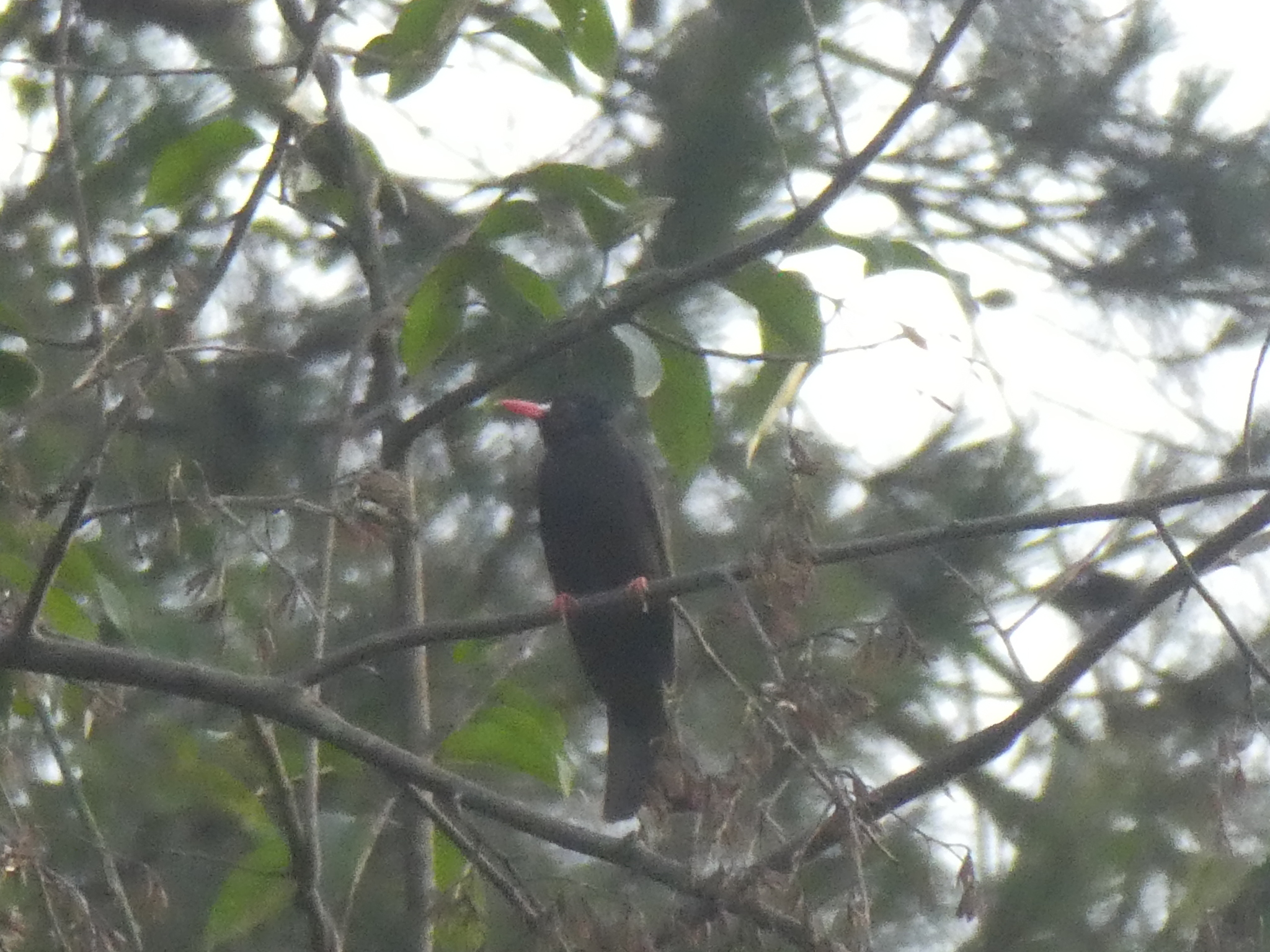 Black Bulbul