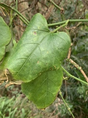 Cissus fragilis