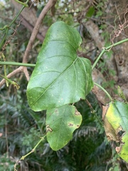 Cissus fragilis