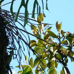 Dendrobium gracilicaule