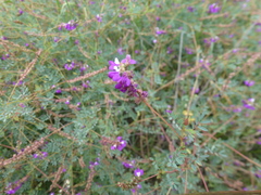Vicia pulchella