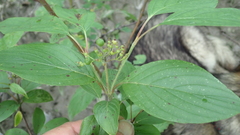 Cornus sericea sericea