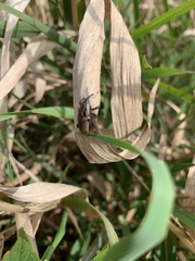Sphenophorus australis